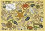Search Postcard | Wo sind die Einsiedlerkrebse und welche Muschel hat...?_