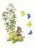 Postcard Molly Brett | Mouse Sitting On A Primrose Piping_