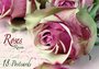 Tushita Postcard Book | Roses_